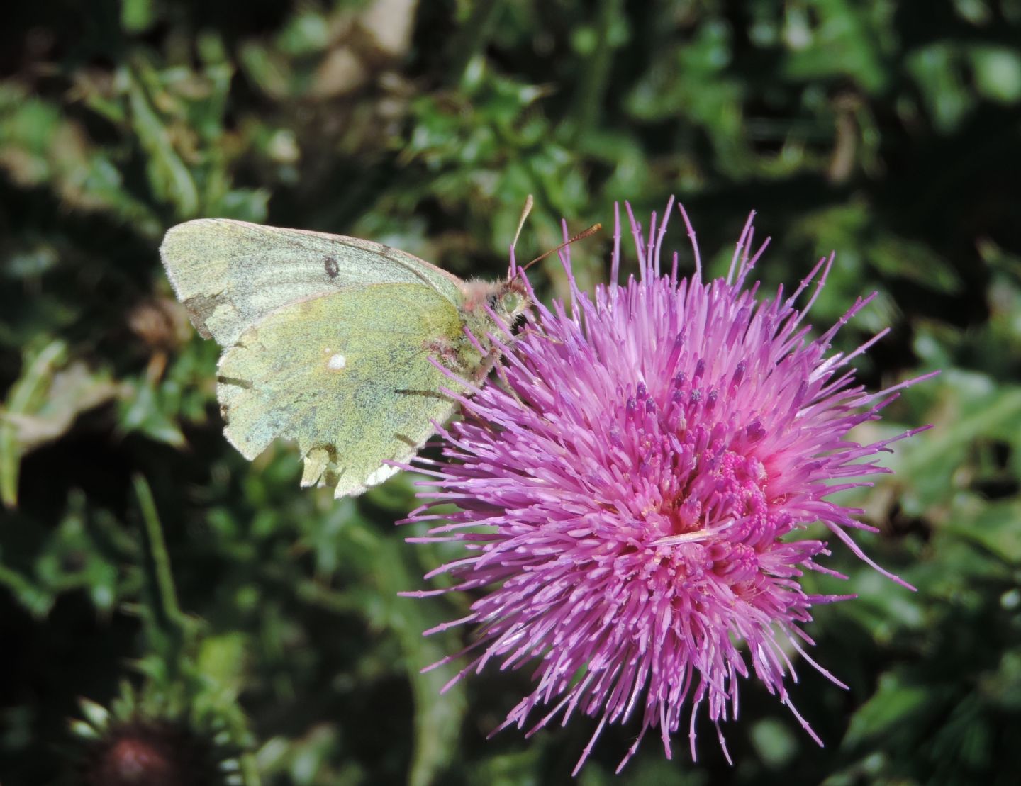 Colias phicomone?  S !