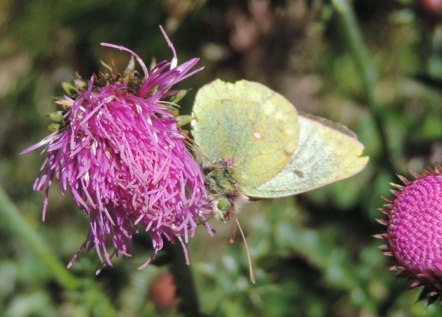 Colias phicomone?  S !