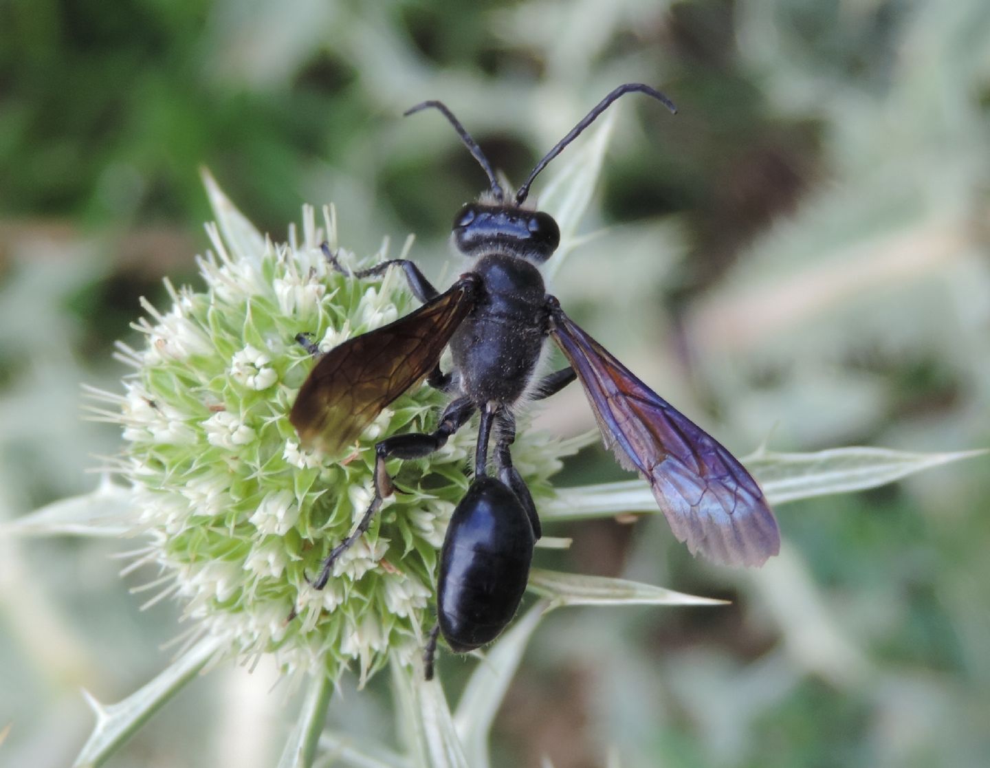 Isodontia mexicana? Si