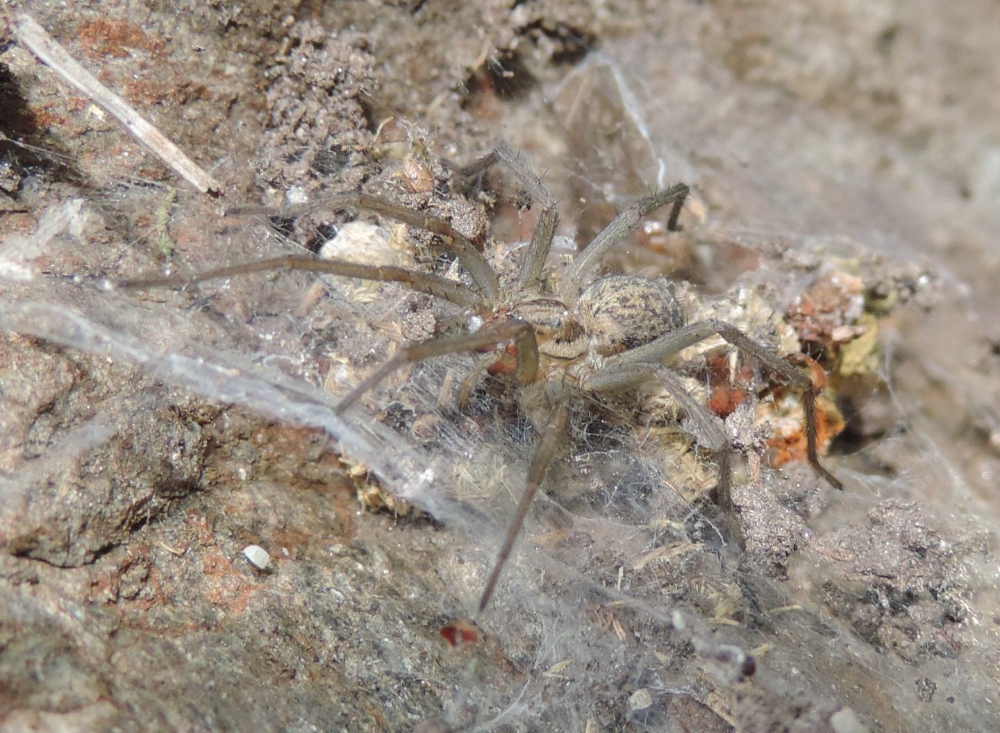 Eratigena agrestis?... Eratigena sp. - Salbertrand (TO)