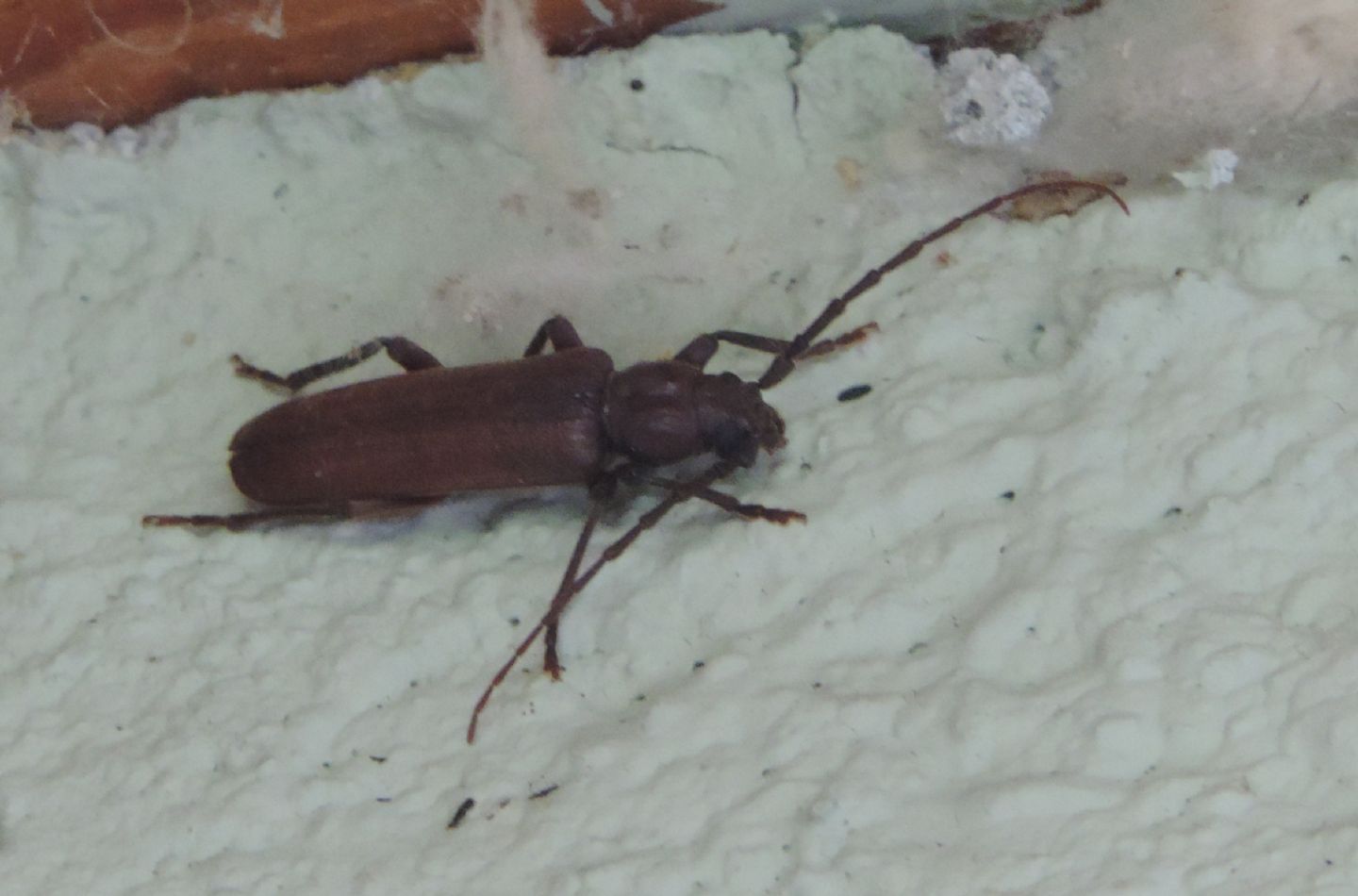 Cerambycidae: Arhopalus rusticus? S.