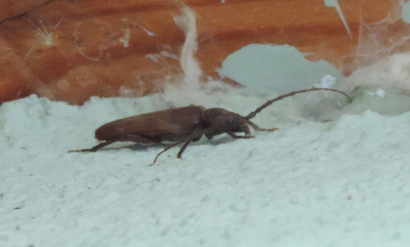 Cerambycidae: Arhopalus rusticus? S.