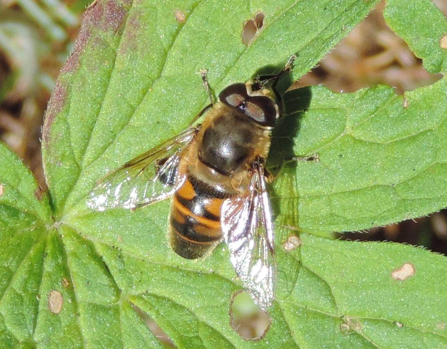 Quale Eristalis?