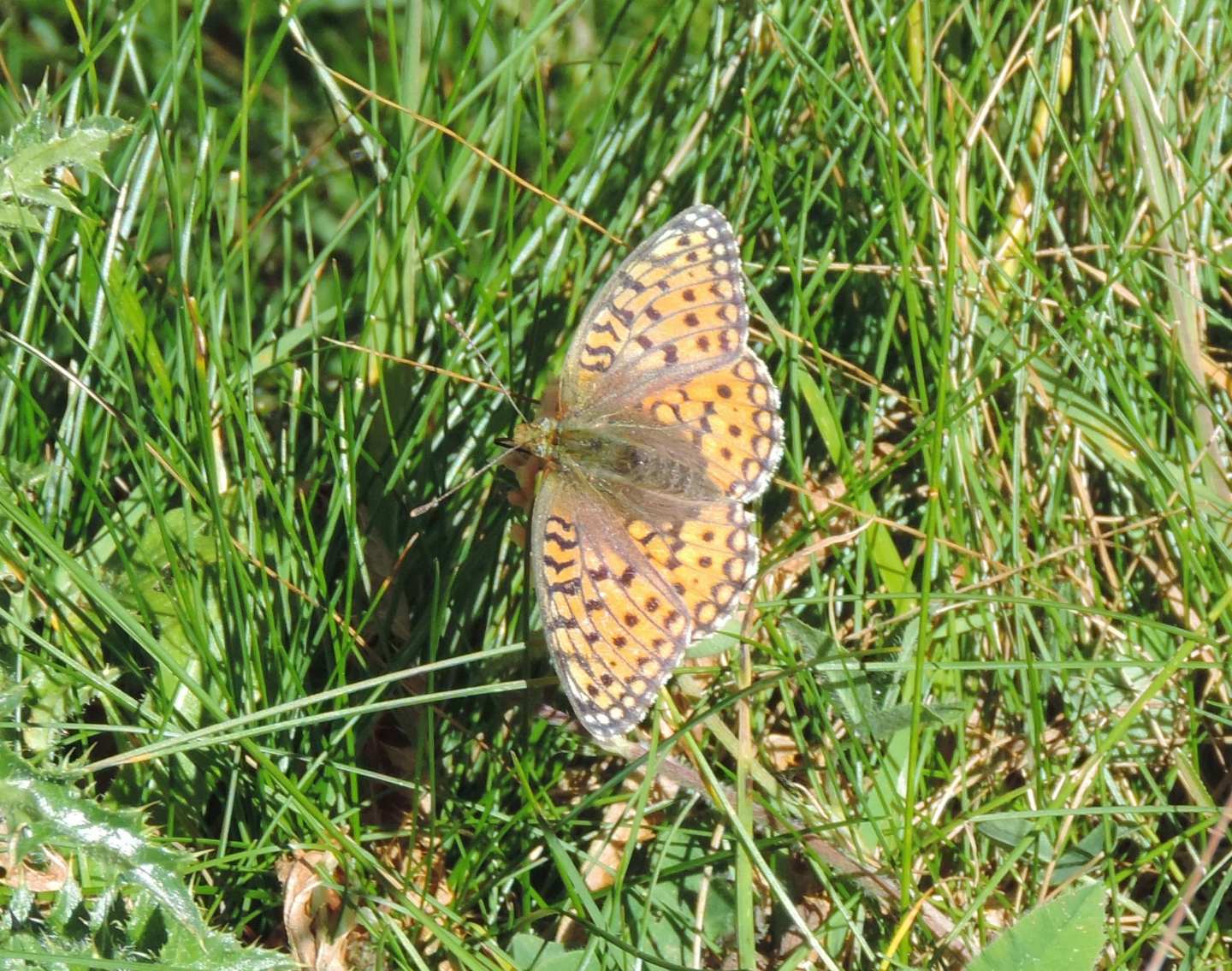 Argynnis?  S, Argynnis niobe, f & m