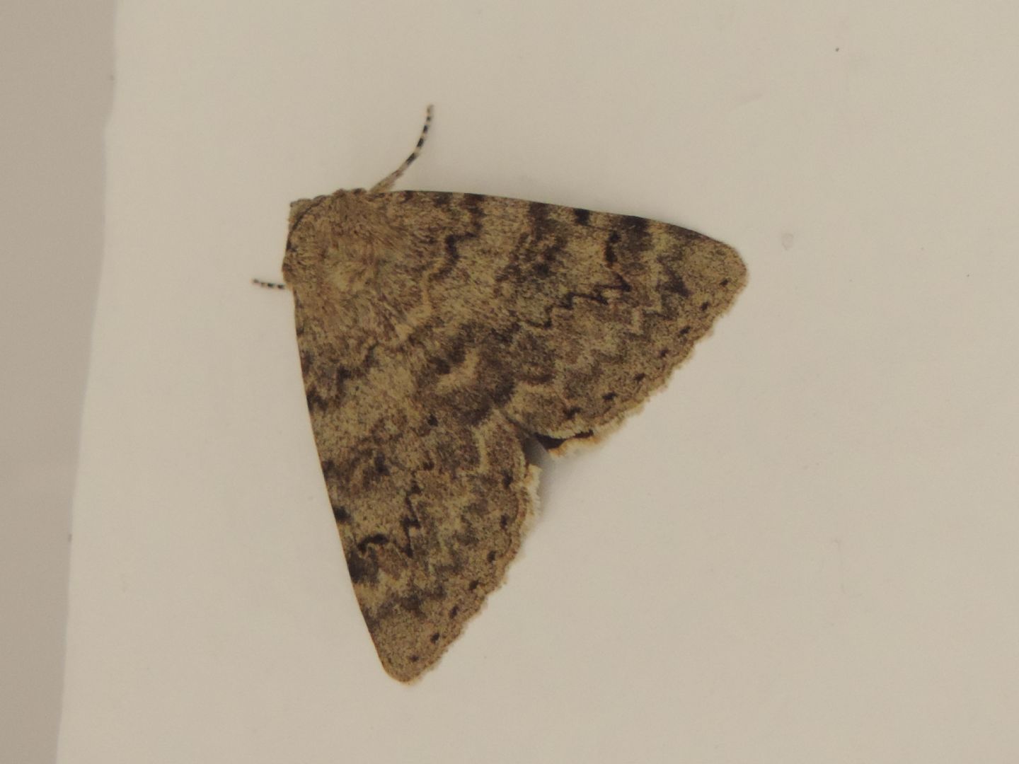 Catocala?  S, Catocala nupta (Erebidae)