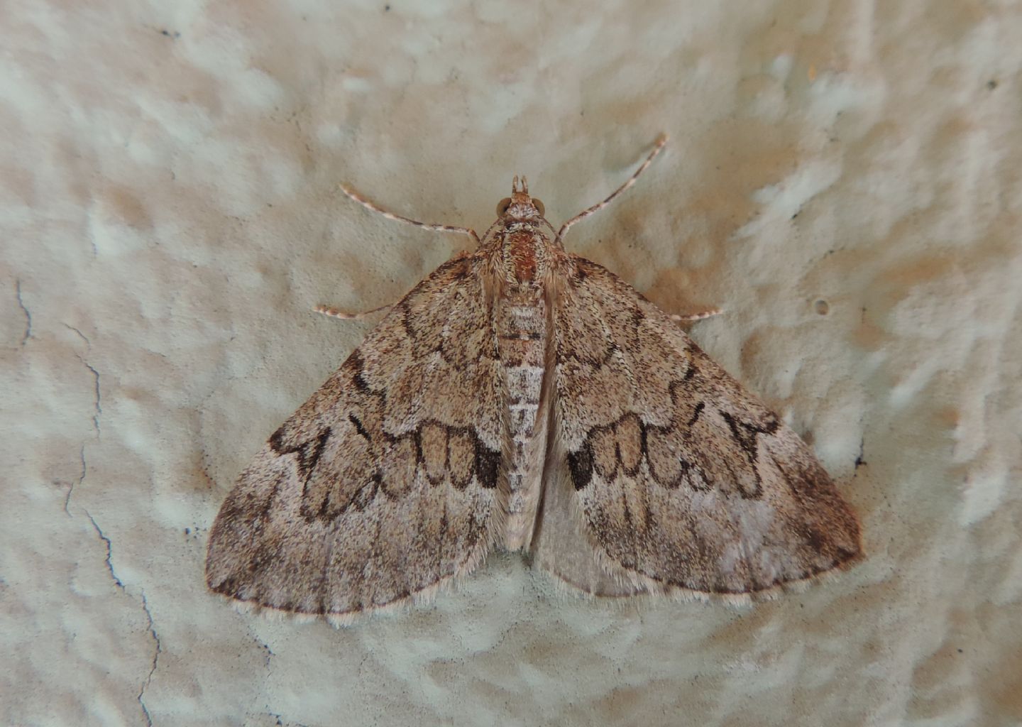 Thera juniperata? S