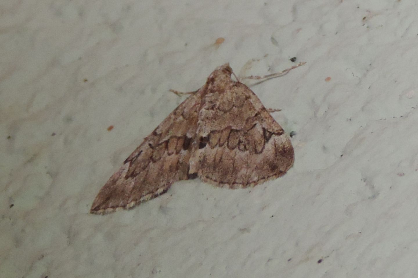 Thera juniperata? S