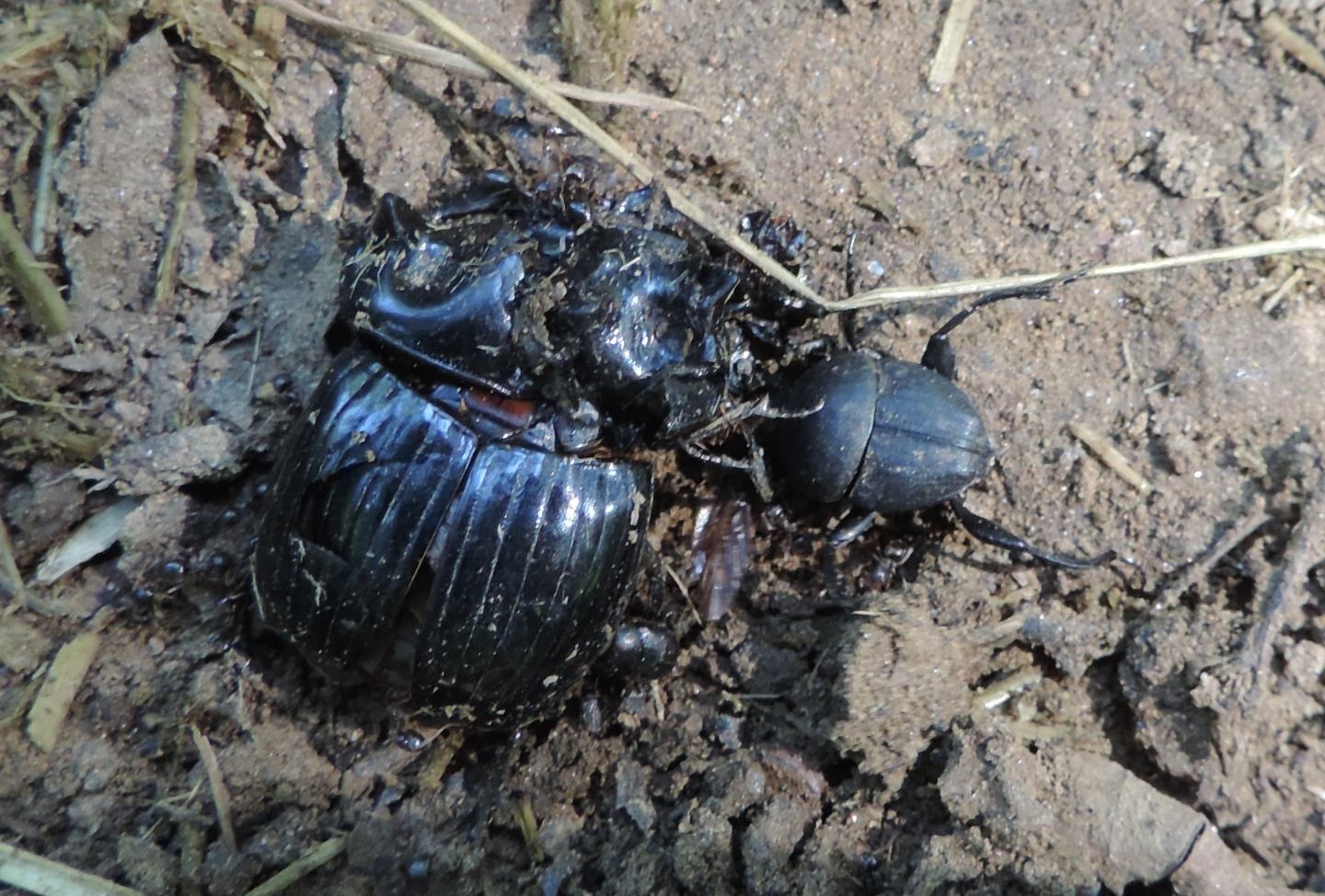 Maschio di Copris lunaris (Scarabaeidae) ?  S !