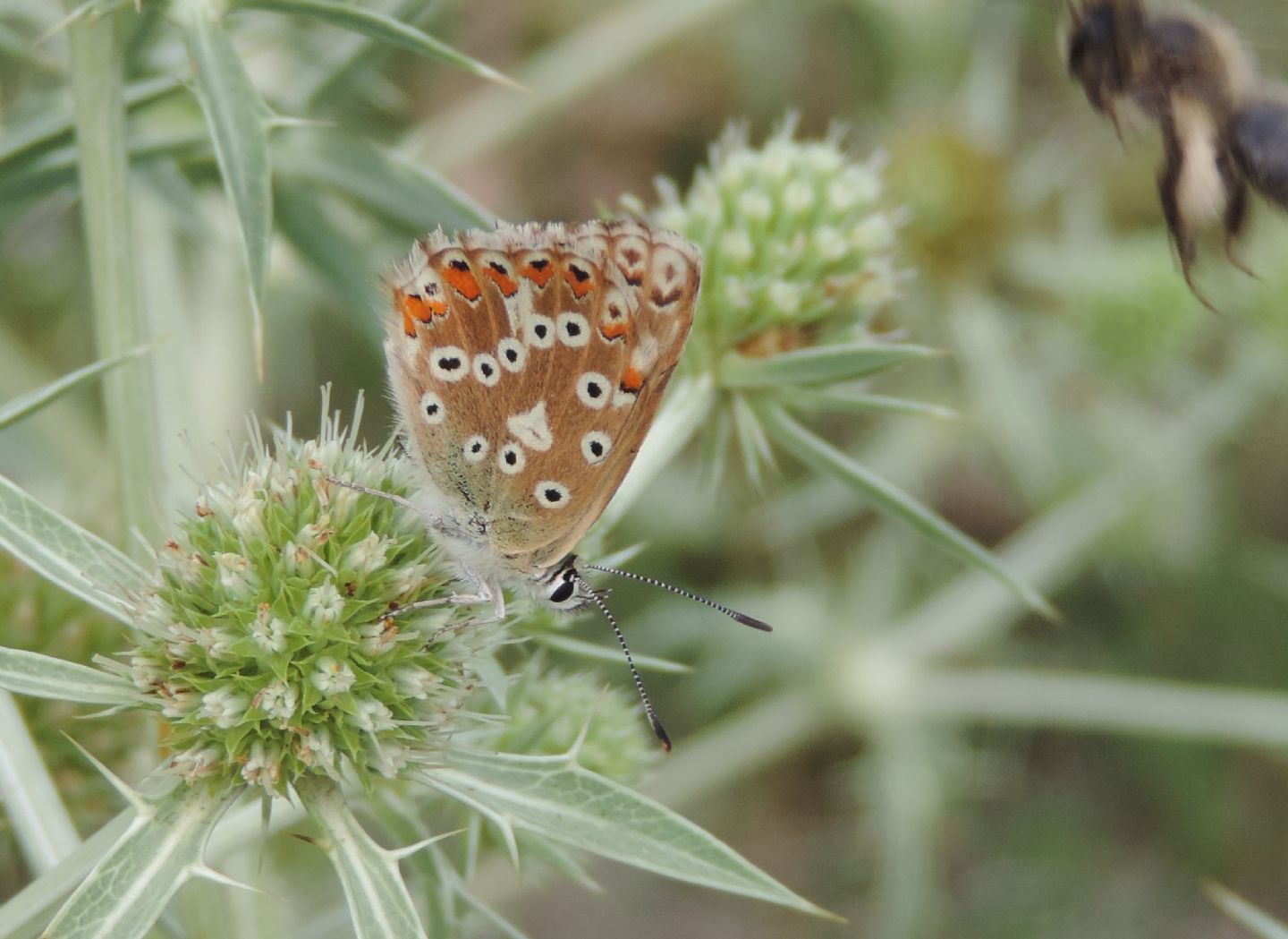 Polyommatus bellargus?