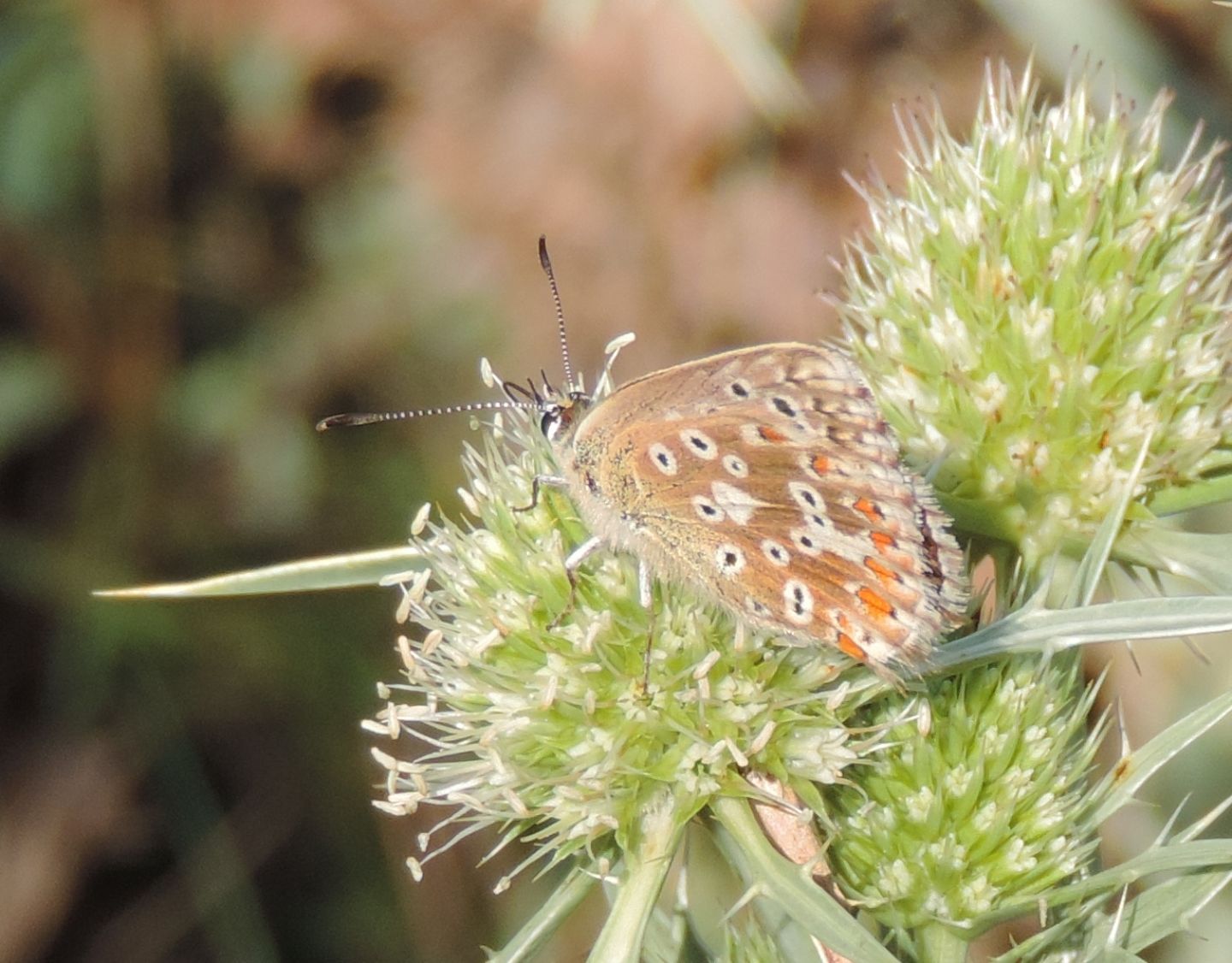 Polyommatus bellargus?