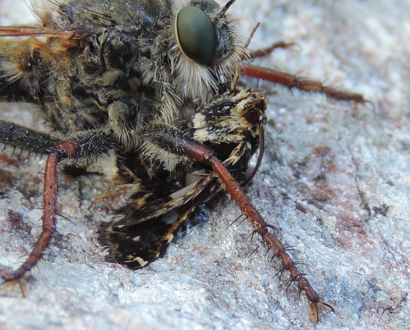 chi  la preda?... una Thyris fenestrella (Thyrididae)