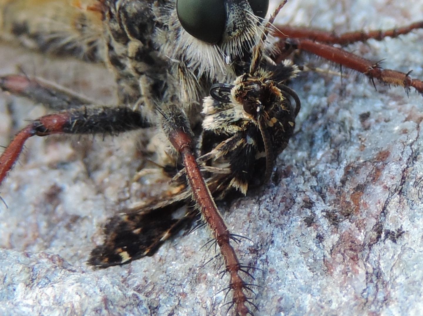 chi  la preda?... una Thyris fenestrella (Thyrididae)