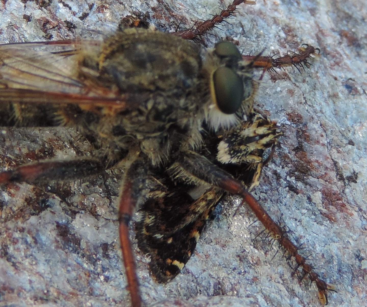 chi  la preda?... una Thyris fenestrella (Thyrididae)