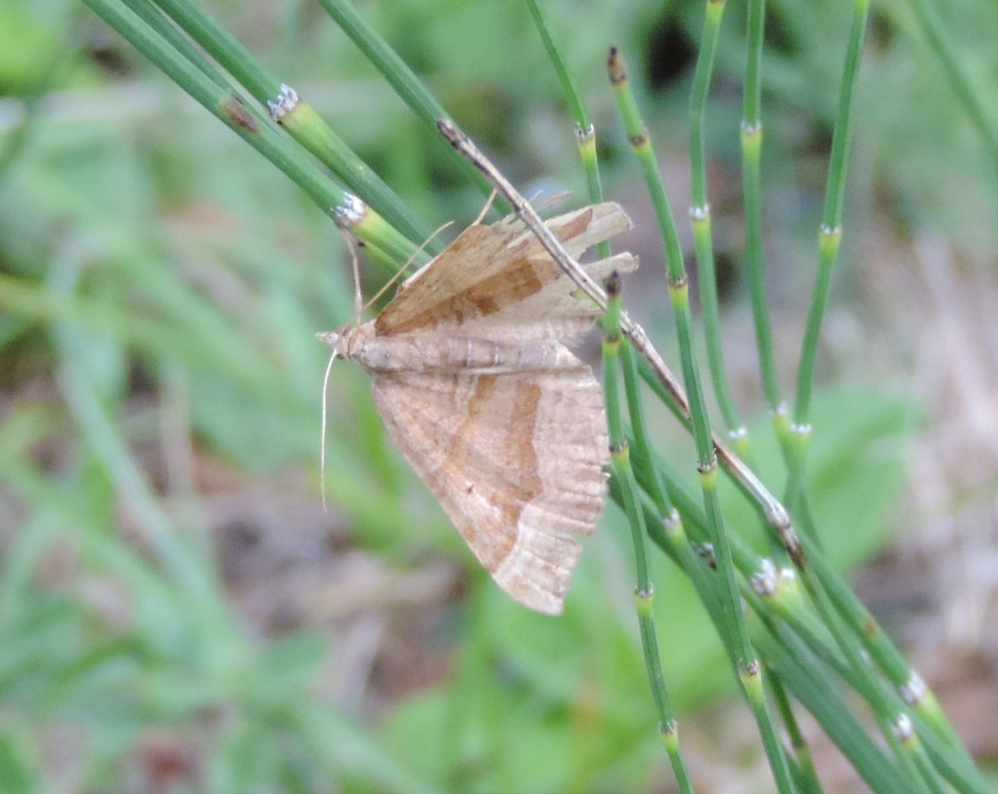 Scotopteryx chenopodiata? S