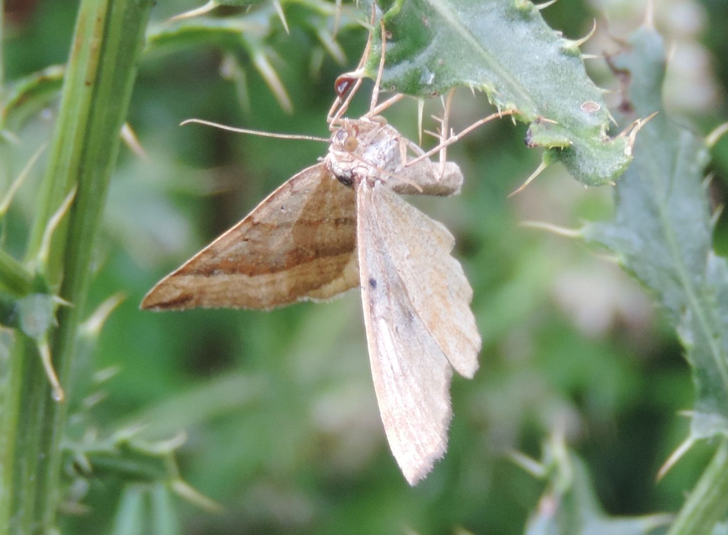 Scotopteryx chenopodiata? S