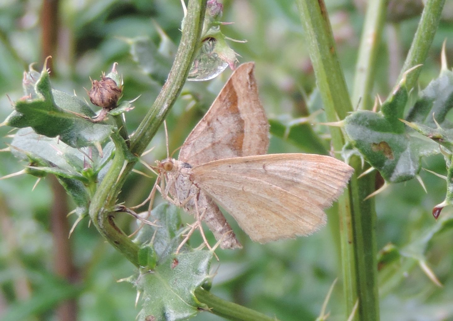 Scotopteryx chenopodiata? S