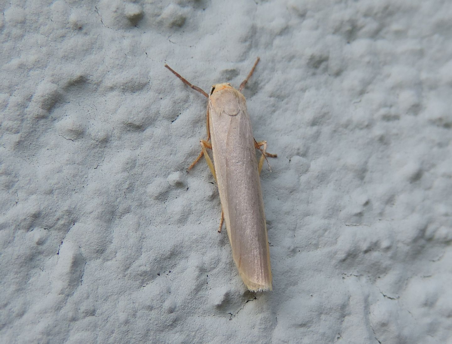 Eilema caniola (Erebidae Arctiinae)? S !