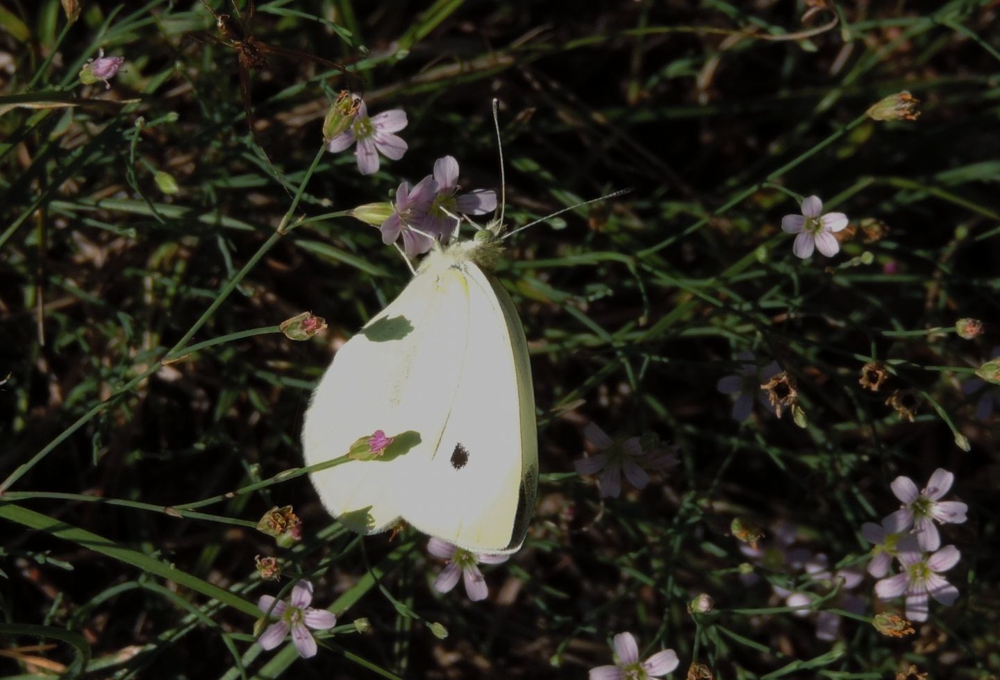 Pieris brassicae