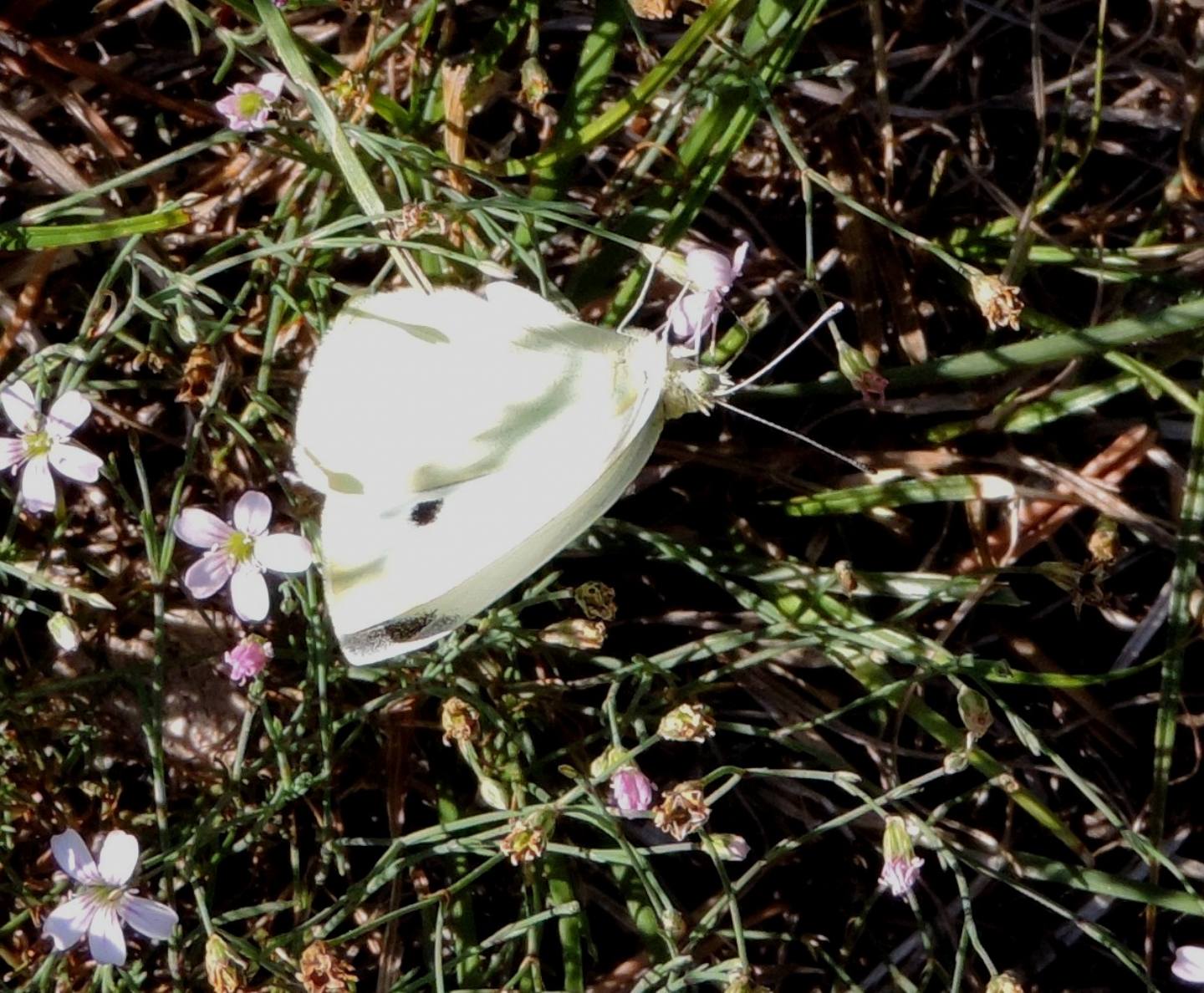 Pieris brassicae