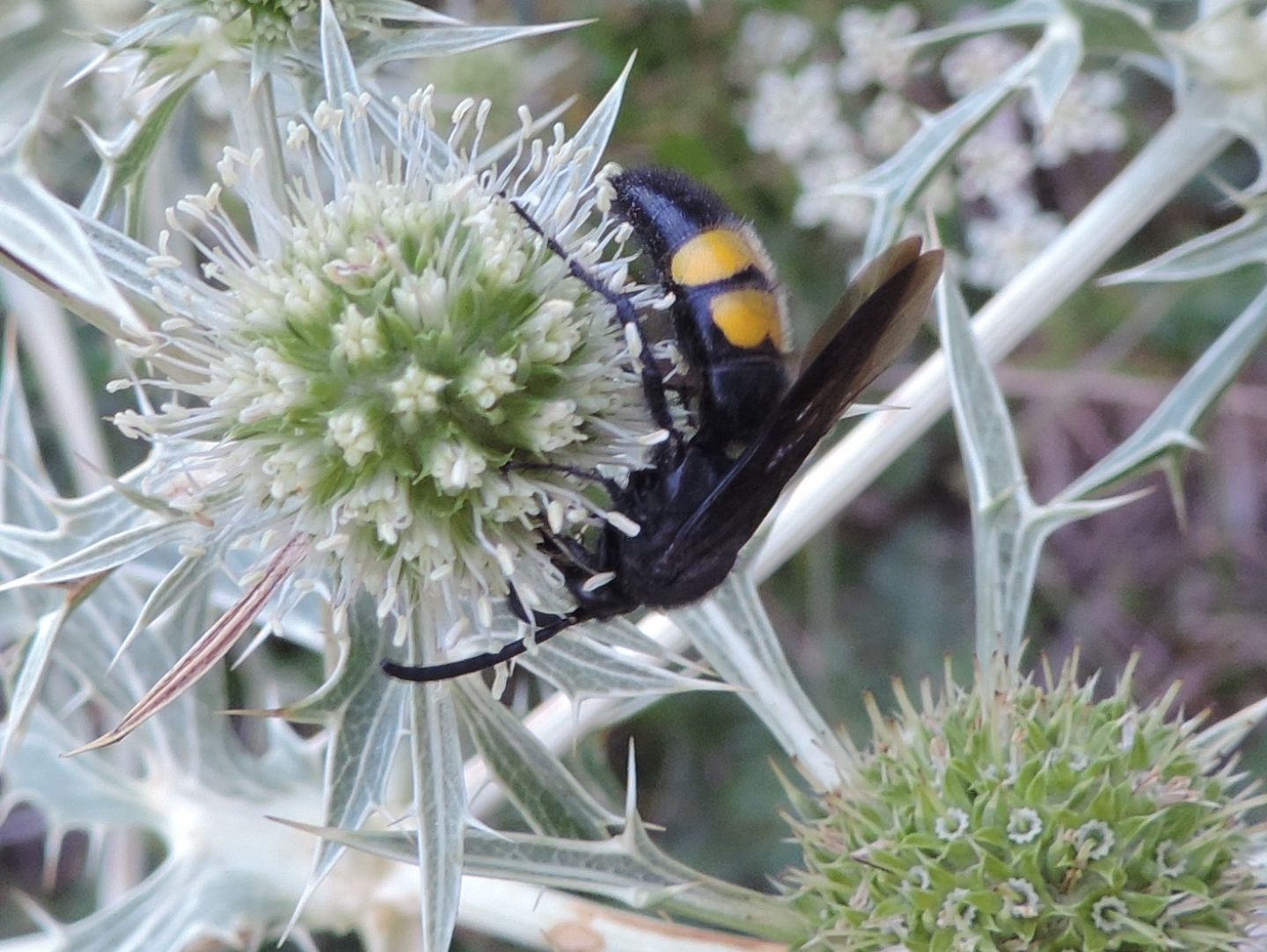 Scolia hirta?  S, maschio