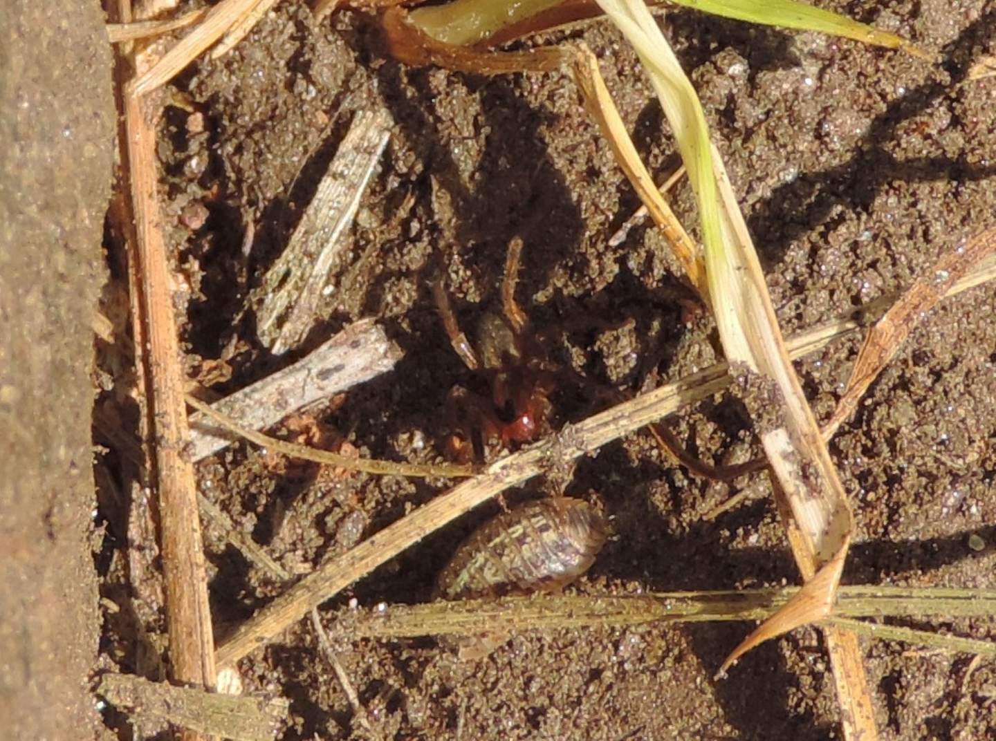 Pardosa sp. (cfr.)  - Salbertrand (TO)