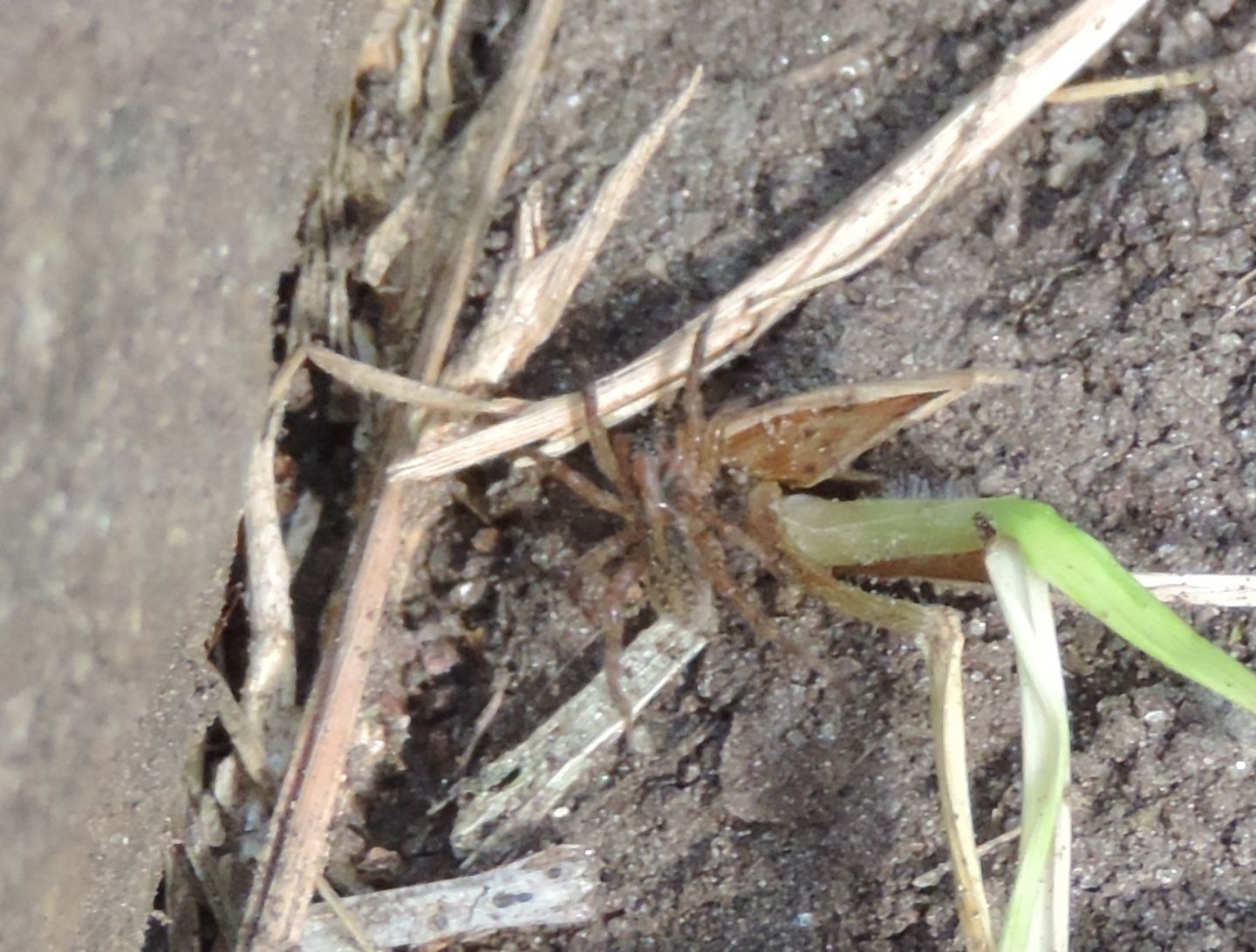 Pardosa sp. (cfr.)  - Salbertrand (TO)