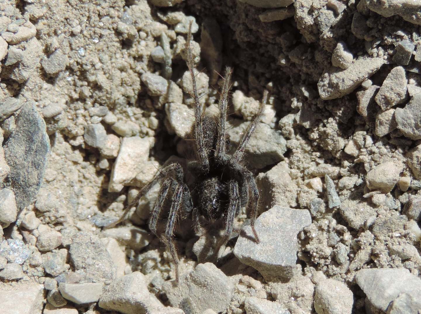 Lycosidae: cfr. Pardosa - Monte Chaberton (Hautes-Alpes  - Francia)