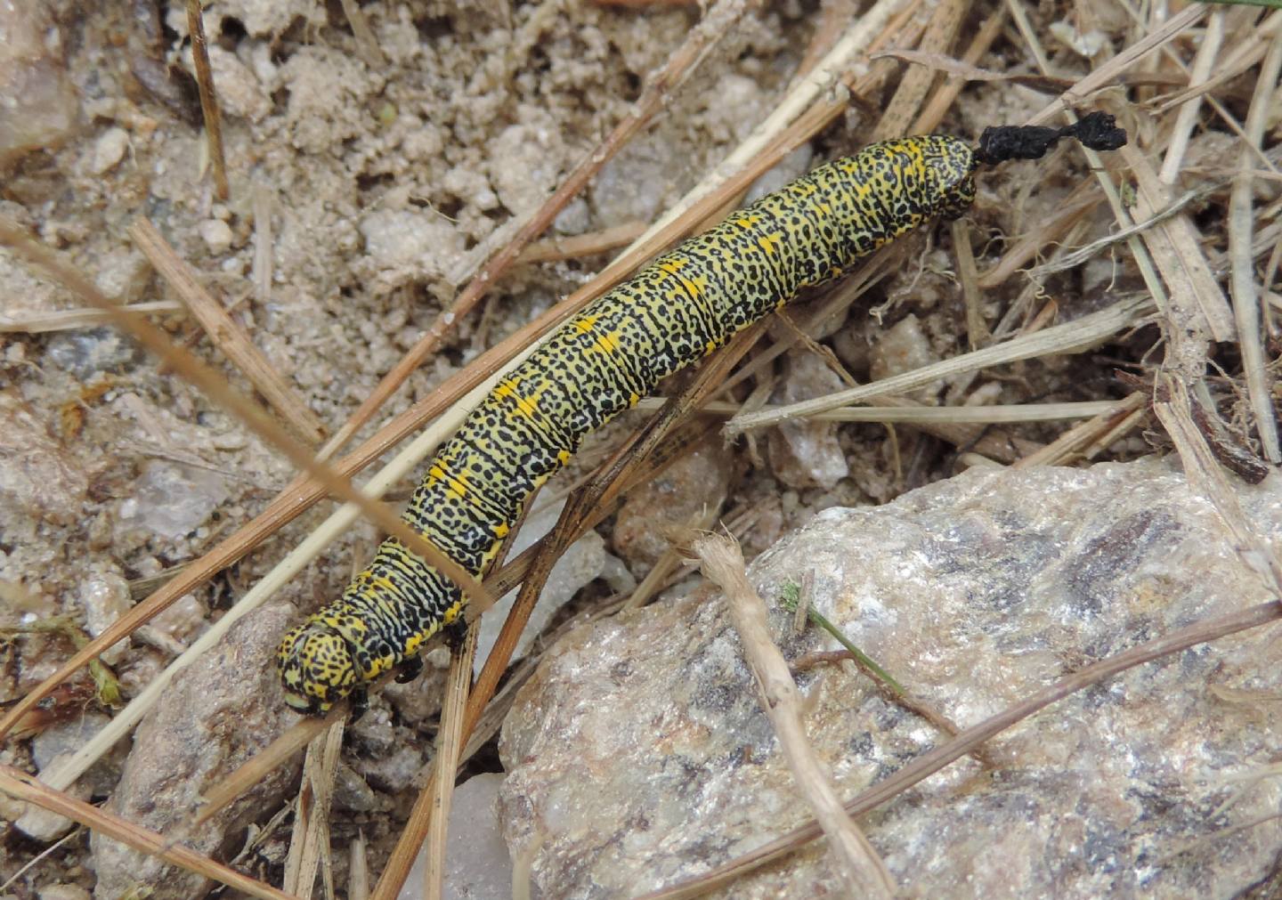 Bruchi di Lycia alpina (Geometridae) ?  S !