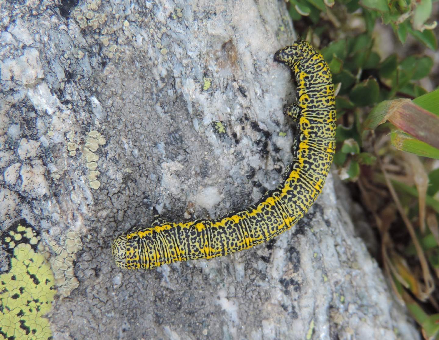 Bruchi di Lycia alpina (Geometridae) ?  S !