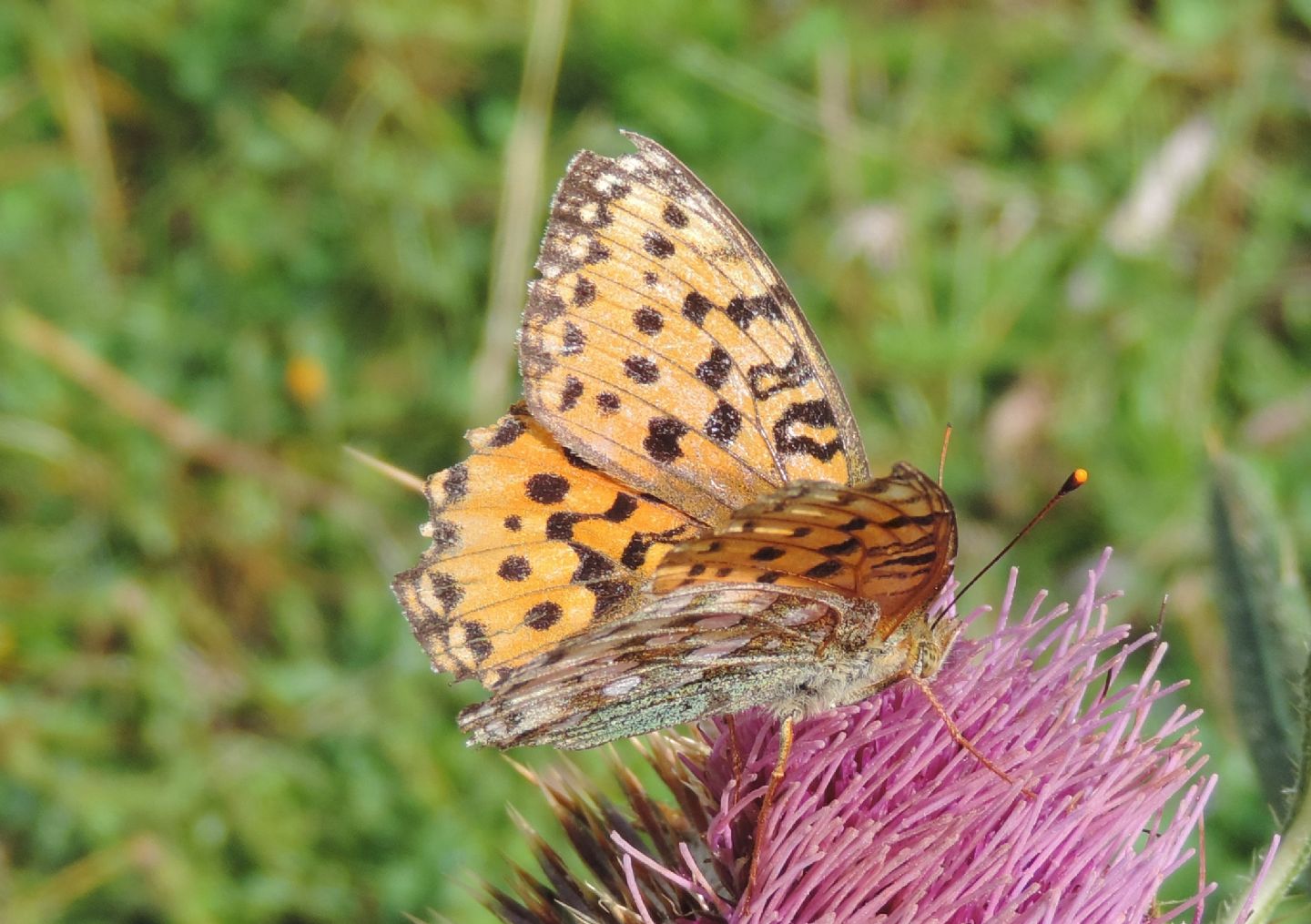 Argynnis?  S, Argynnis aglaja