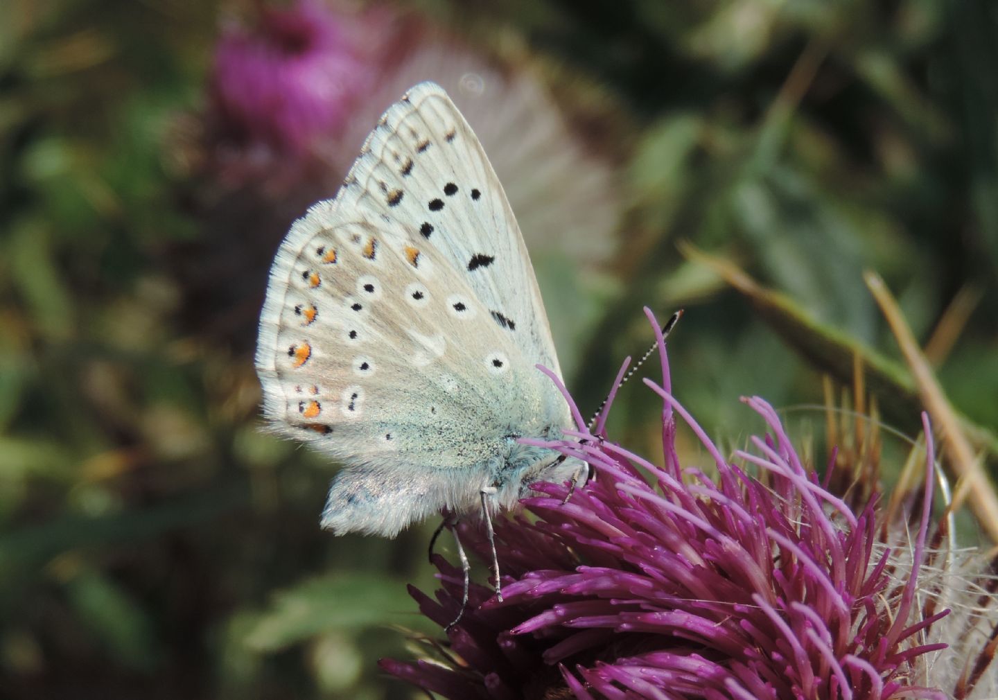 Polyommatus eros?  Polyommatus coridon !