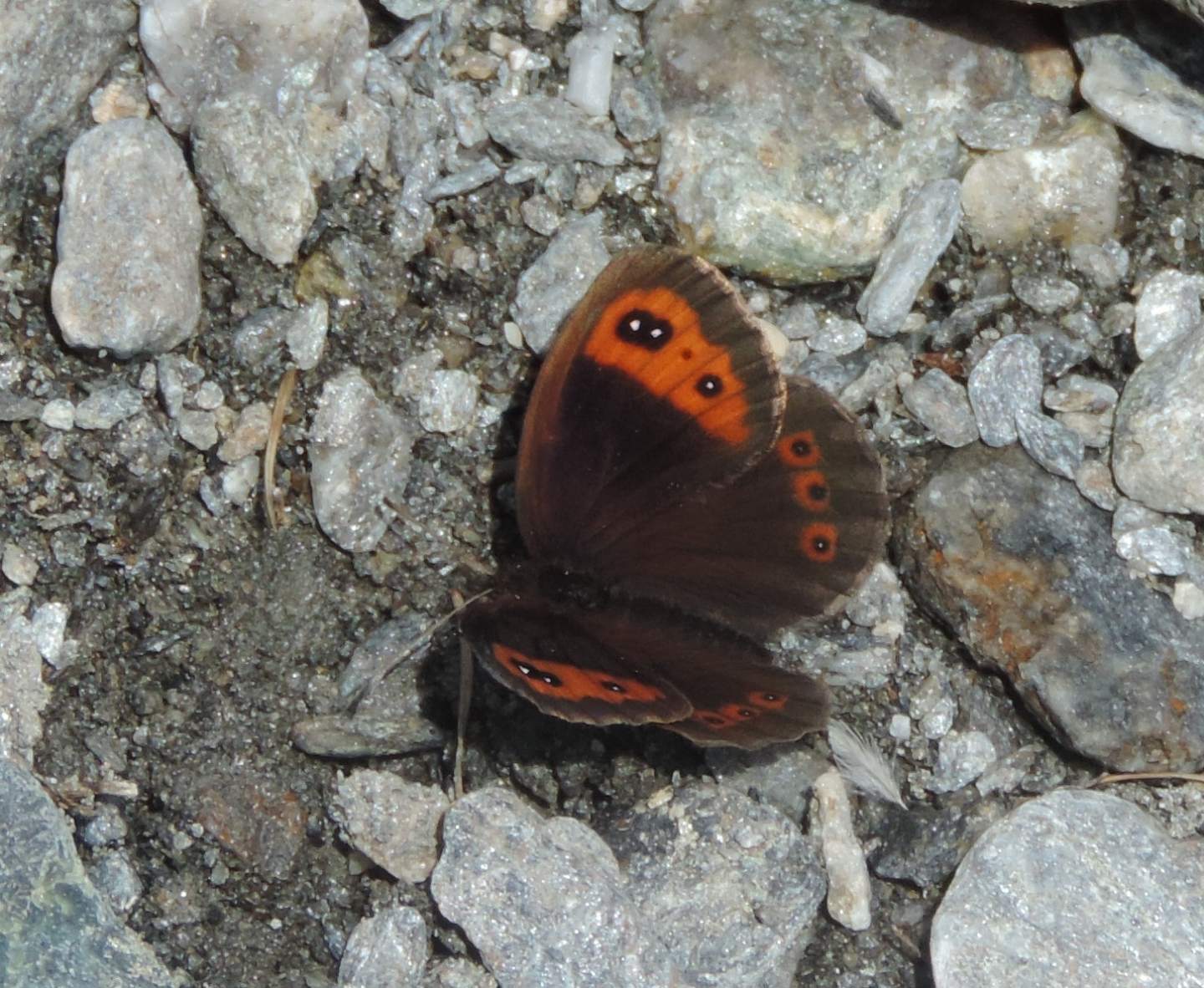 Erebia neoridas? S !