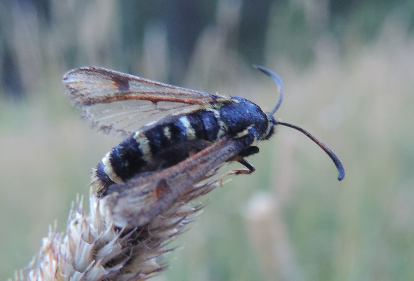 Bembecia o altro Sesiidae?