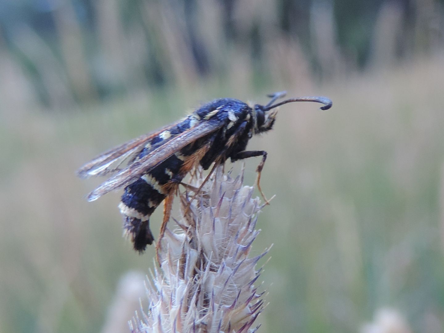 Bembecia o altro Sesiidae?