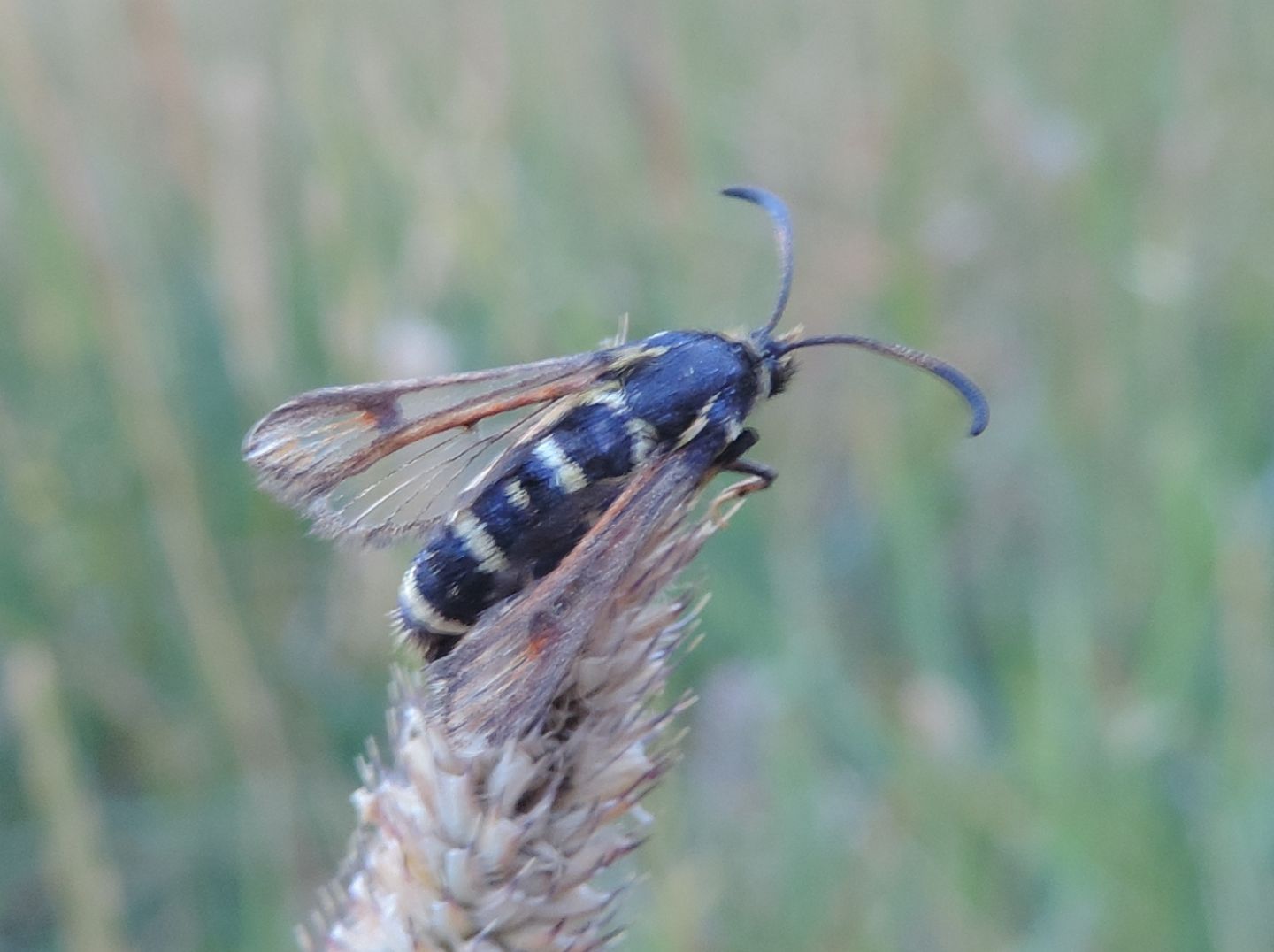 Bembecia o altro Sesiidae?