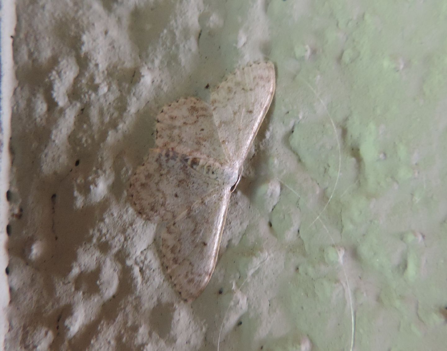 Idaea seriata? No, Idaea cfr. vesubiata