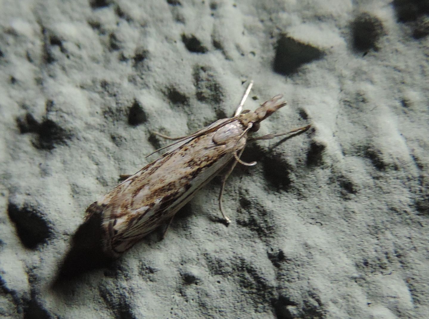 Quale Crambidae?  Catoptria falsella