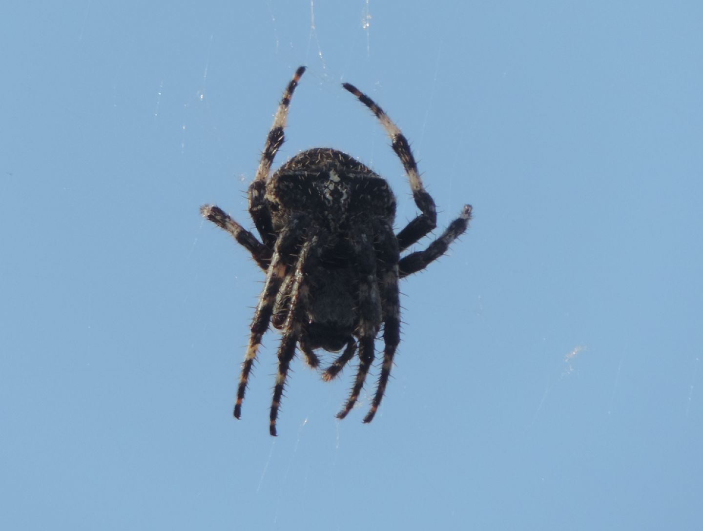 Araneus angulatus? S !