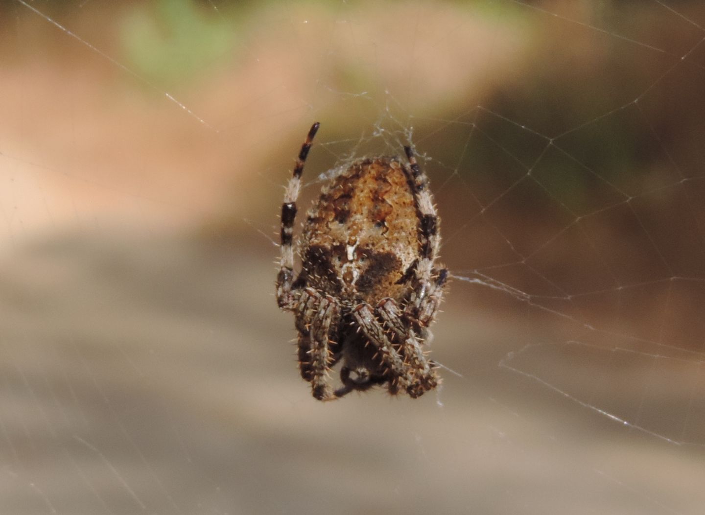 Araneus angulatus? S !