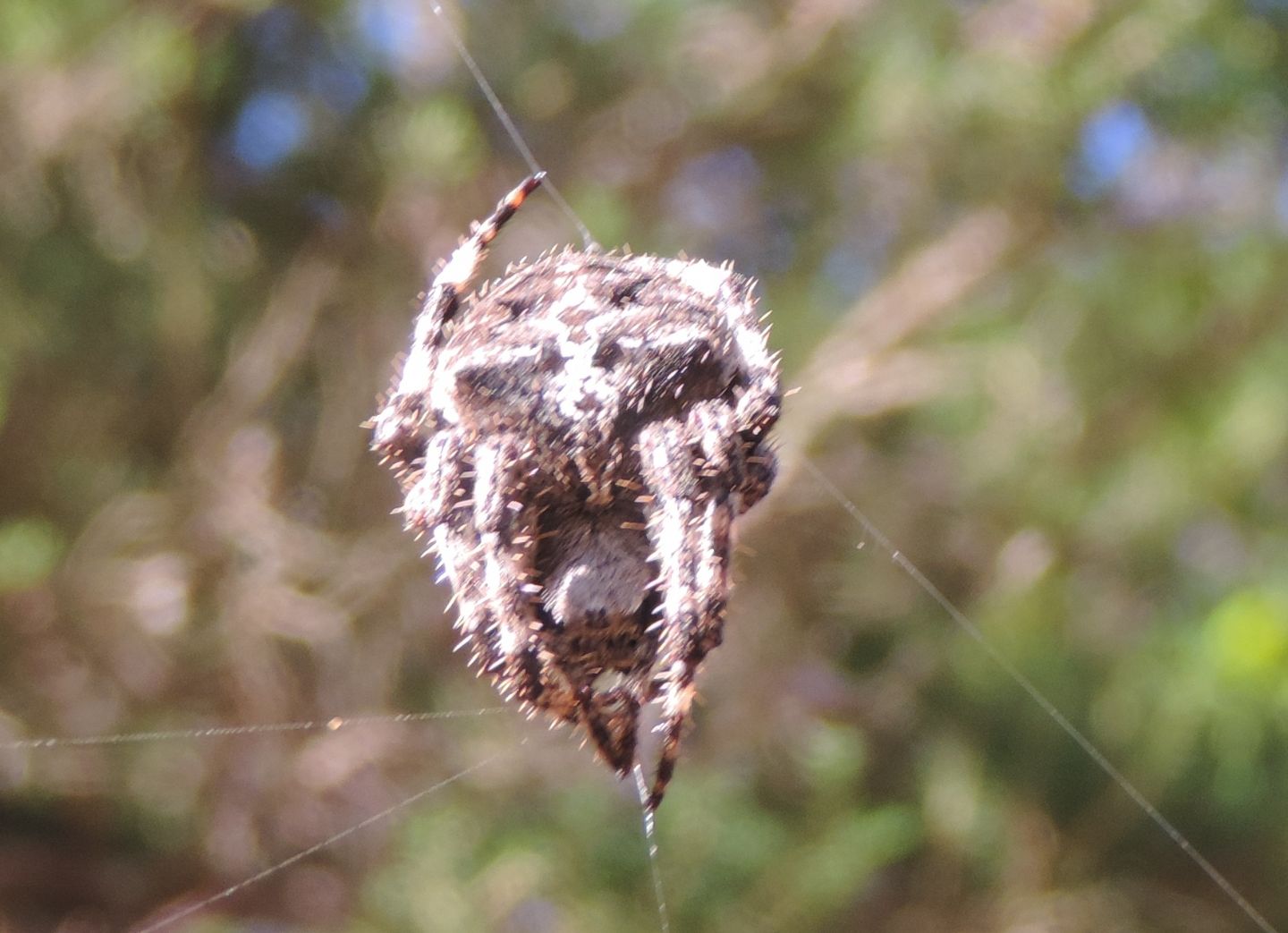 Araneus angulatus? S !