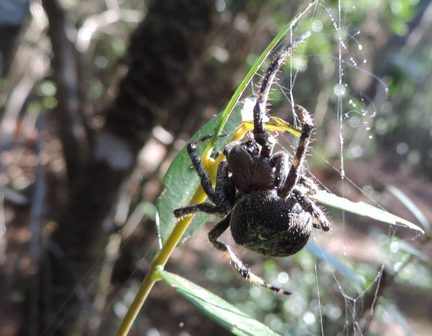 Araneus angulatus? S !