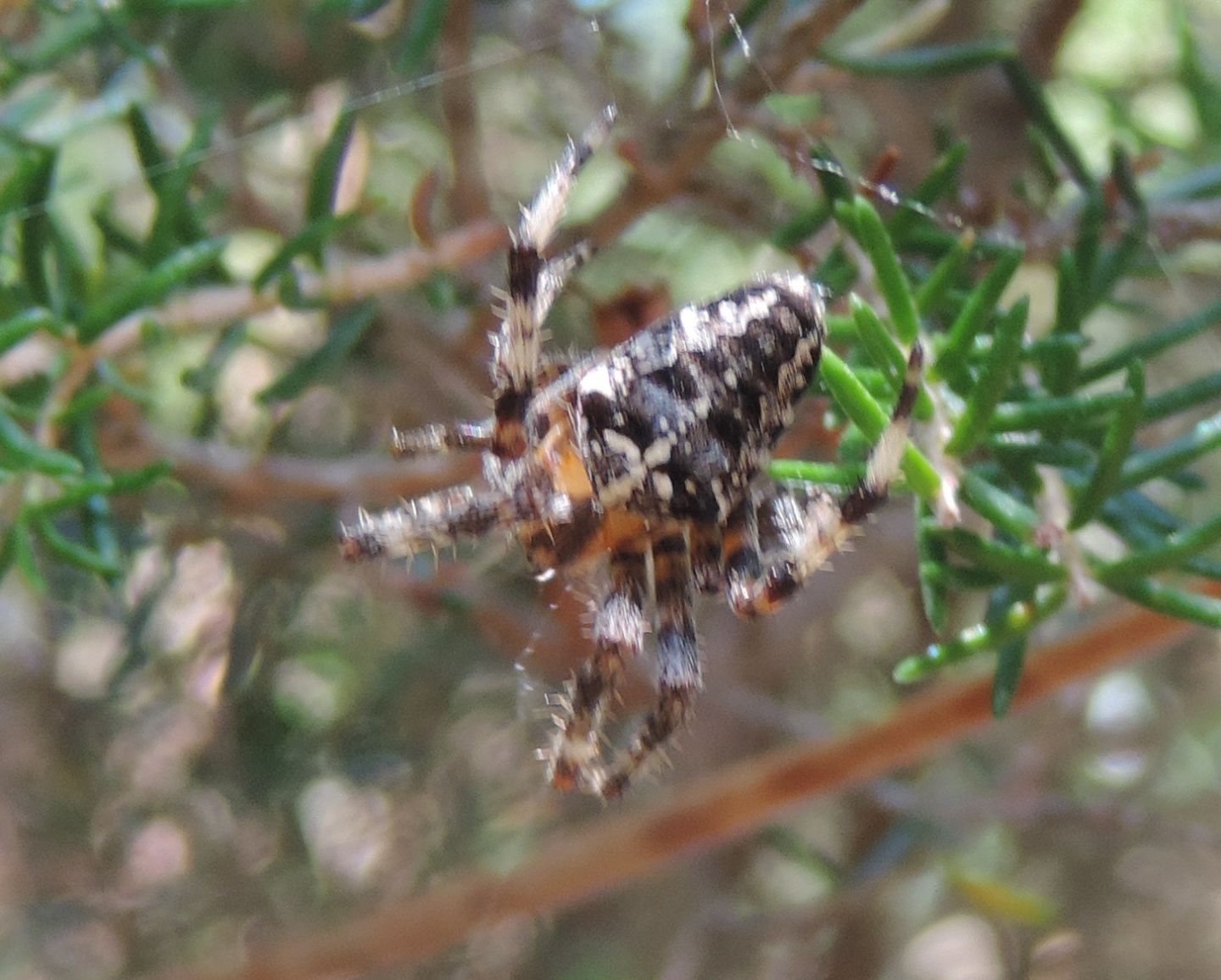 Araneus diadematus - Pantelleria (TP)