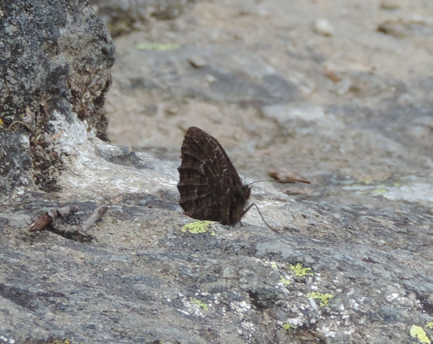 Erebia? S, Erebia montana