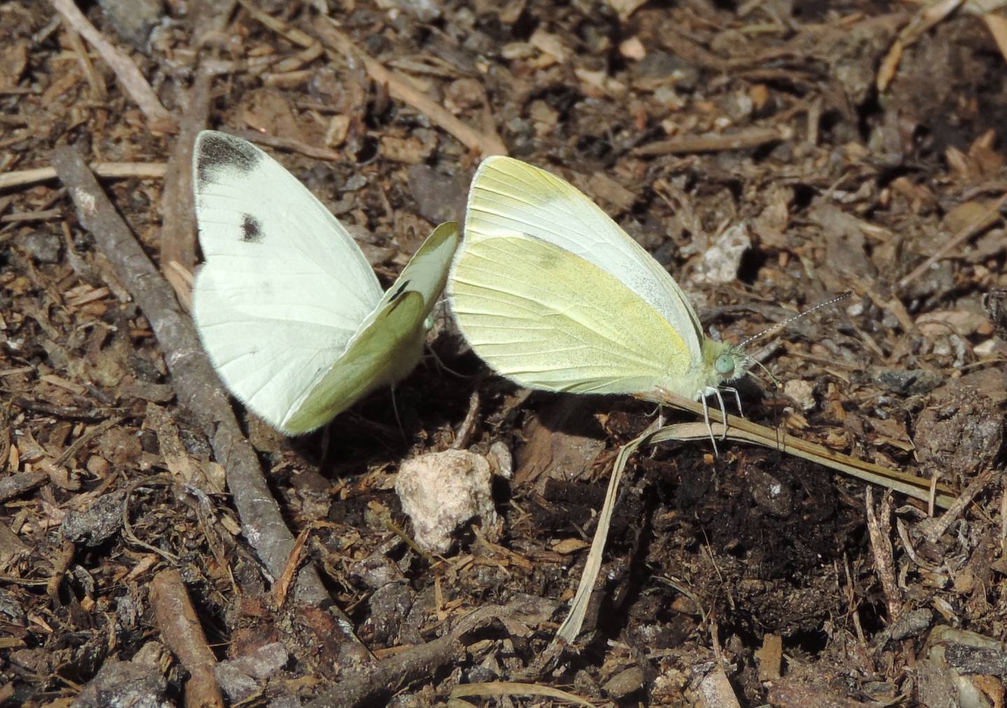 Pieris rapae? S