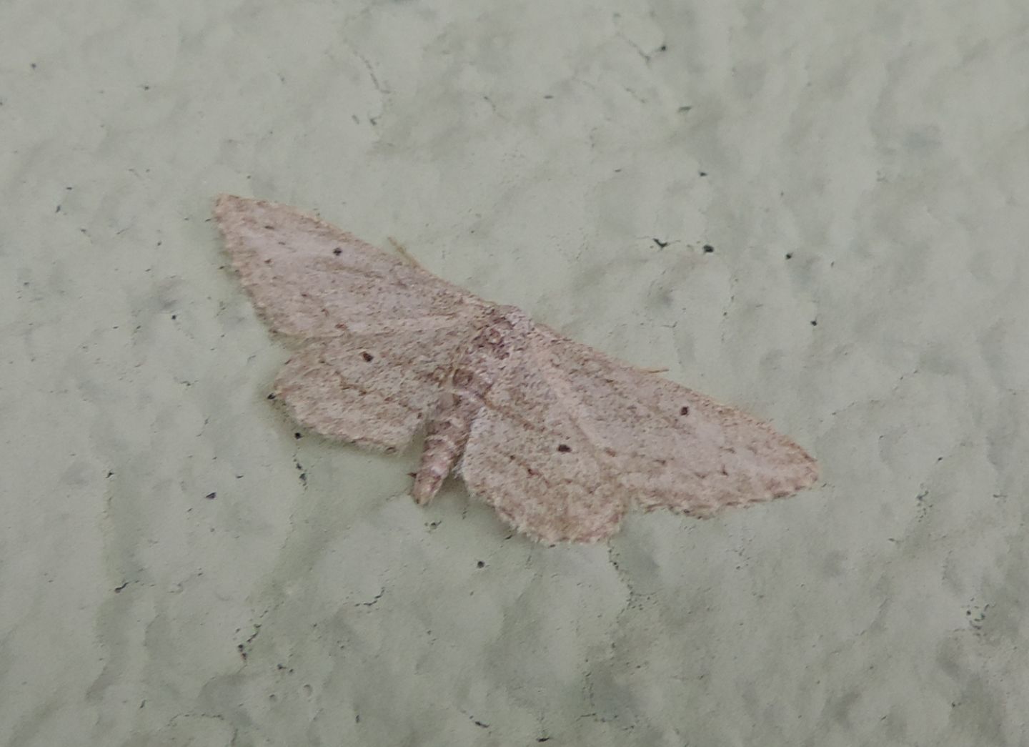 Idaea calunetaria? S