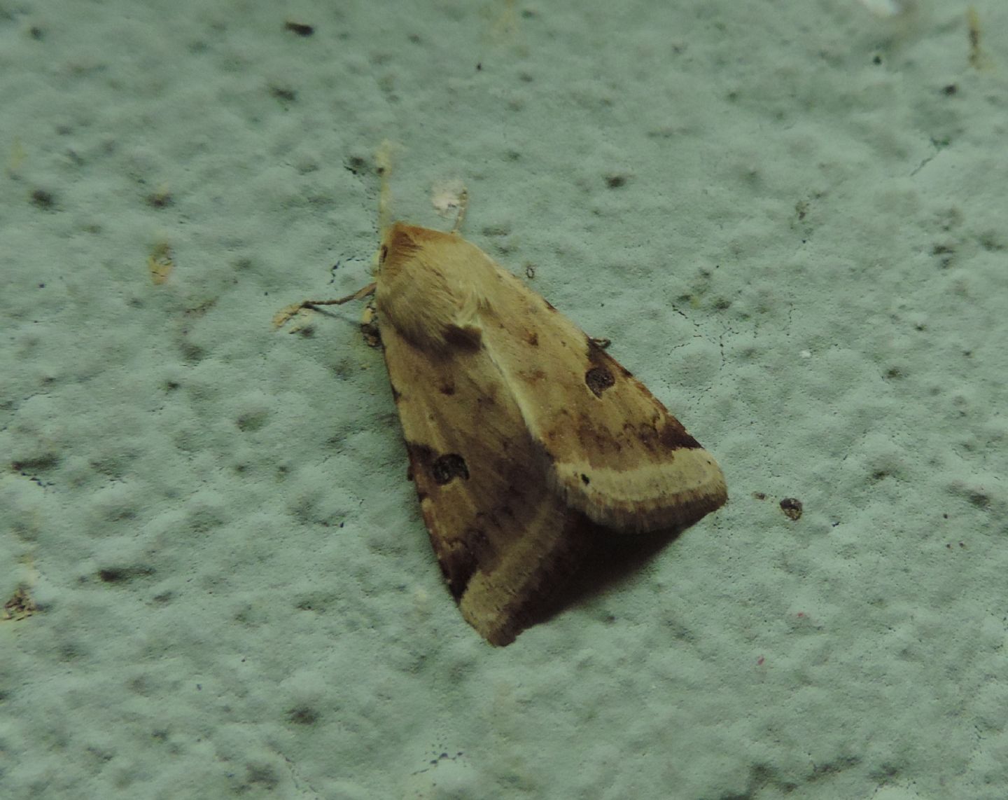 Heliothis peltigera?  S !