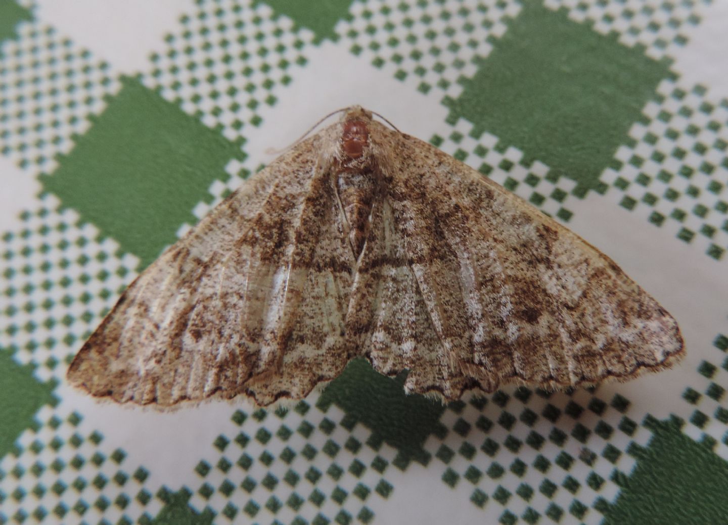 Geometridae da identificare