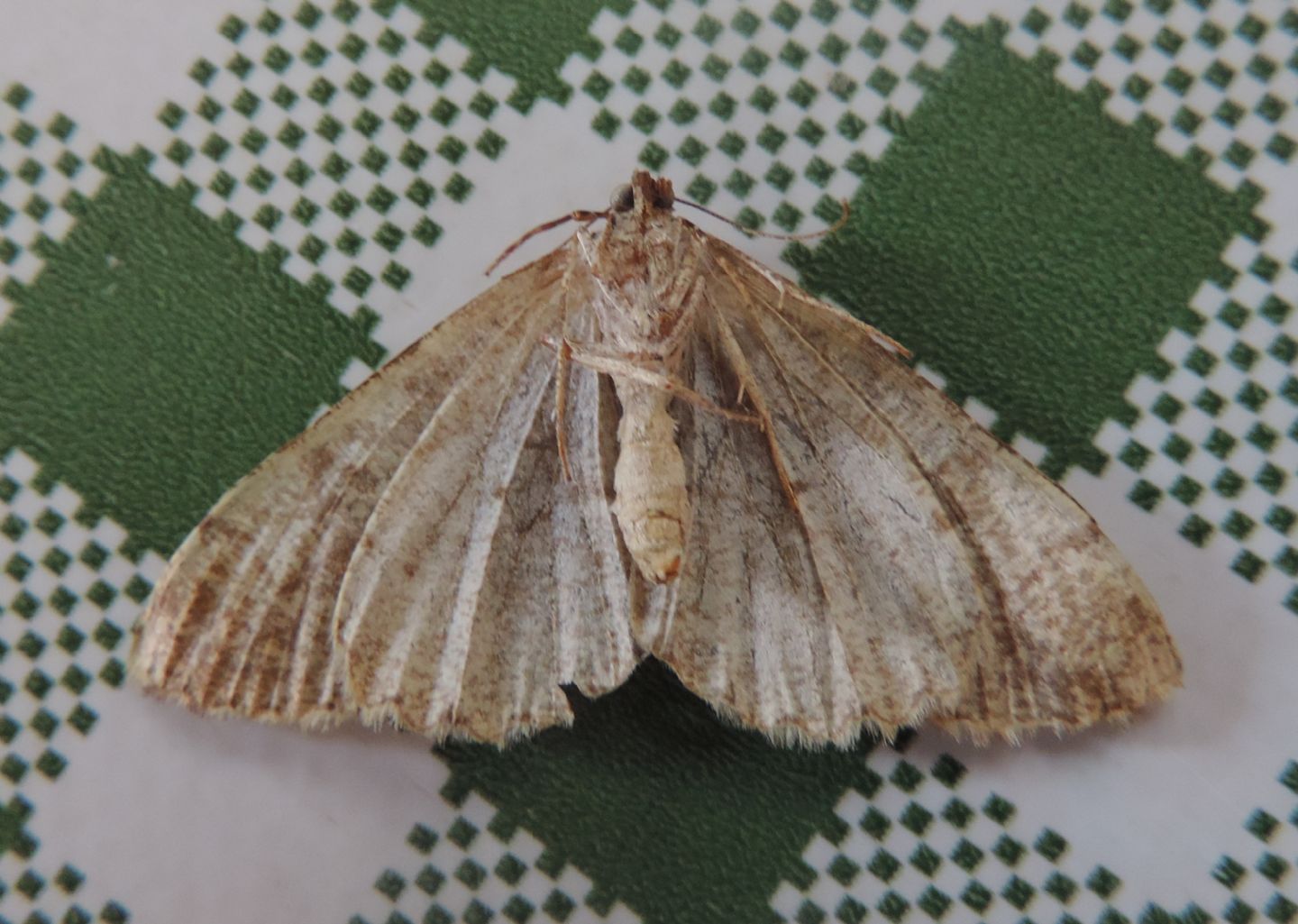 Geometridae da identificare