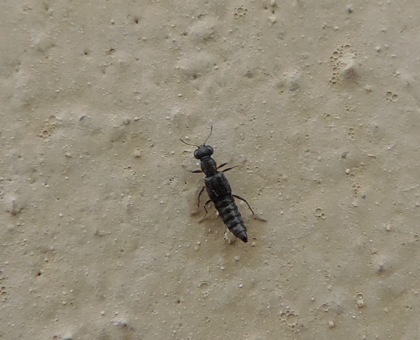 Staphylinidae: Stenus sp.