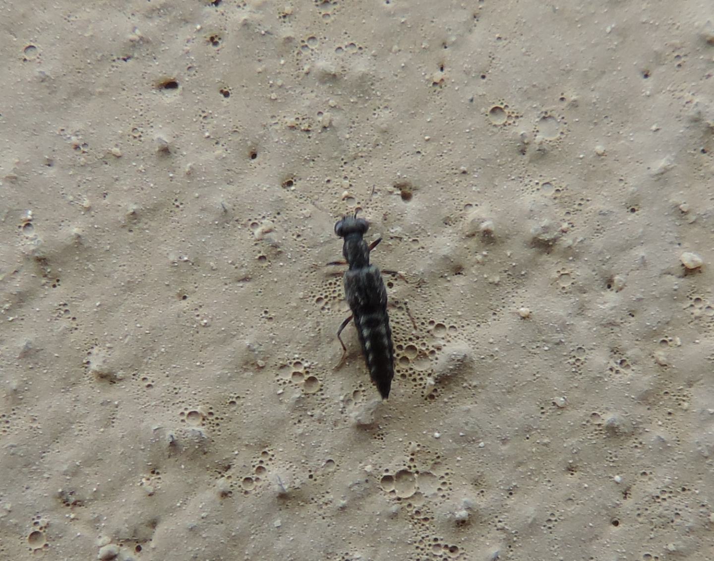 Staphylinidae: Stenus sp.